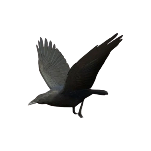 Common Raven